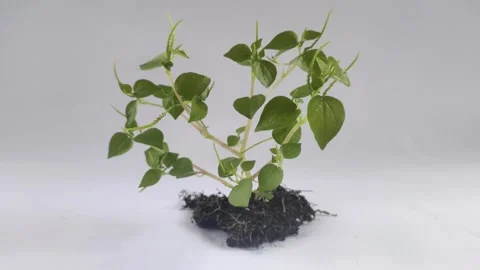 Peperomia pellucida on The White Background Stock Footage 298107454