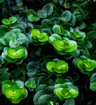 Peperomia Stock Photos