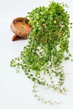 Peperomia prostrata aka "string of turtles" on a white background. Stock Photos