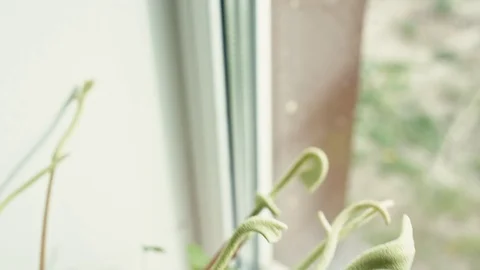 Peperomia - radiator plant Stock Footage 89482425