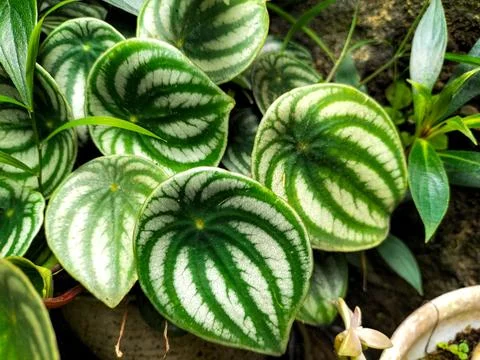Peperomia watermelon Stock Photos