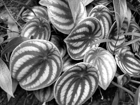 Peperomia watermelon Stock Photos