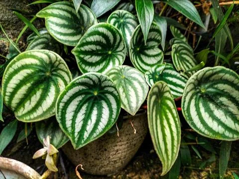 Peperomia watermelon Stock Photos