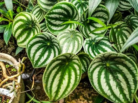 Peperomia watermelon Stock Photos