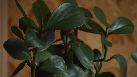 Peperomiya Vídeo Stock 34978421