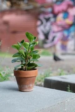 Peperomy in a ceramic pot Stock Photos