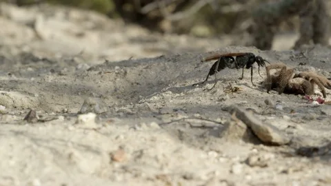 A Pepis wasp drags a tarantula into its burrow. Stock Footage 114858026
