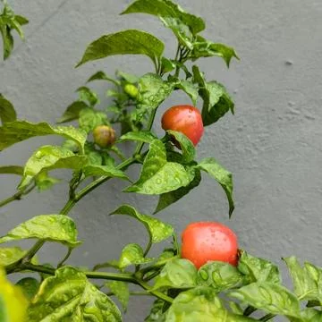 Peppadew tree Stock Photos