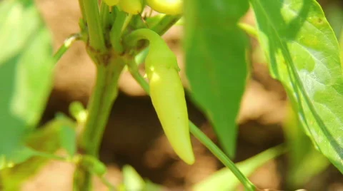 Pepper 02 Stock Footage 796376