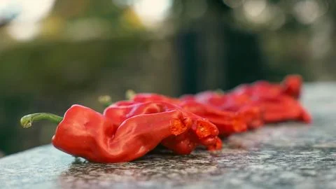 Pepper Alignment Stock Photos