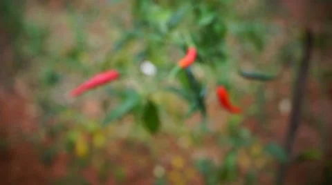 Pepper and pepper tree, growing in the garden Stock Footage 44326351