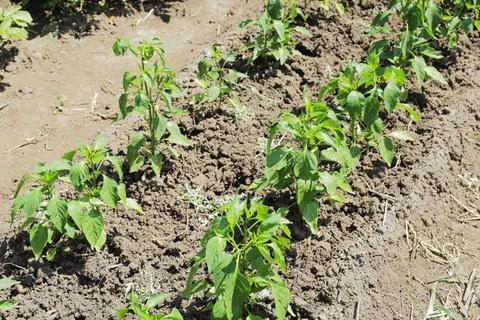 Pepper beds on a garden plot on a sunny day. Stock Photos