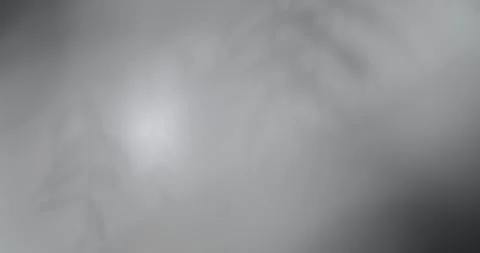 Pepper Berry Tree Leaves Blurry Shadow Stock Footage 276016328