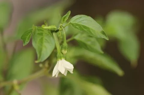 Pepper in bloom Stock Photos