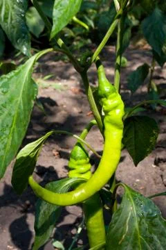 Pepper bush 스톡 사진