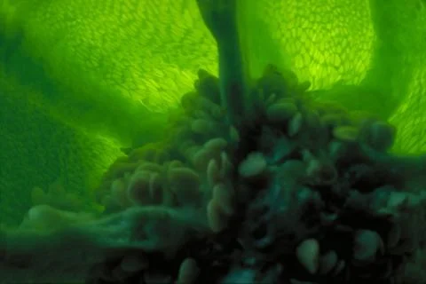 Pepper cave Stock Photos