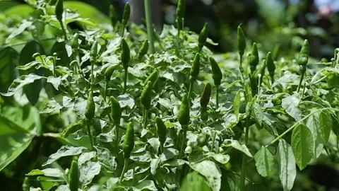 Pepper / Chilli Plant Stock Footage 190776570