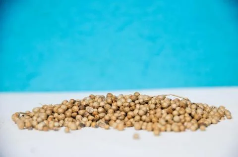 Pepper is a cooking spice Stock Photos