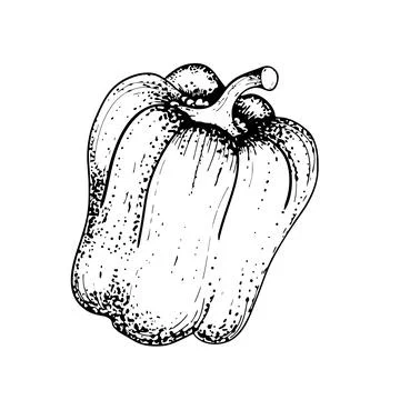 Pepper drawing. Sketch of bell pepper. Black and white drawing. Organic Stock Illustration