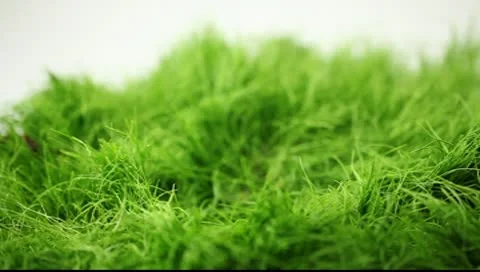 Pepper drops on the grass 스톡 동영상 10600100