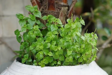 Pepper Elder Stock Photos