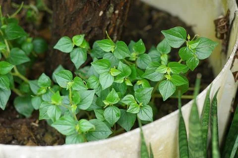 Pepper Elder Stock Photos