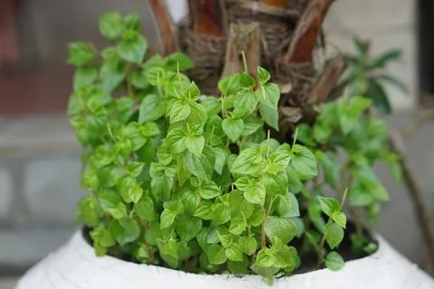 Pepper Elder Stock Photos