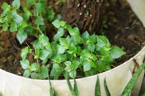 Pepper Elder Stock Photos