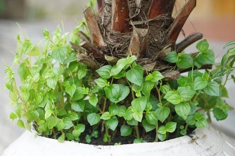 Pepper Elder Stock Photos