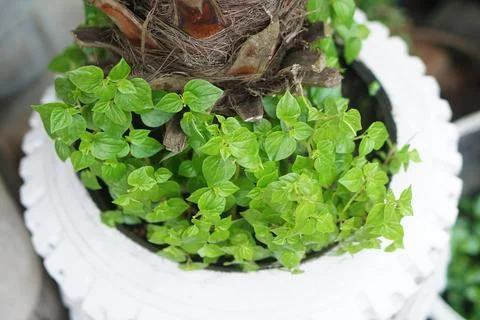 Pepper Elder Stock Photos