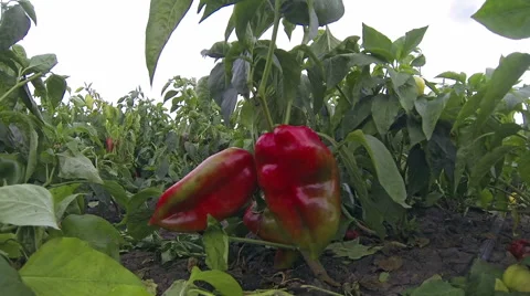 Pepper Field Stock Footage 61277283