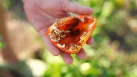 Pepper field is infested. Concept of pests, larva insects at organic farm Stock Footage 90860250