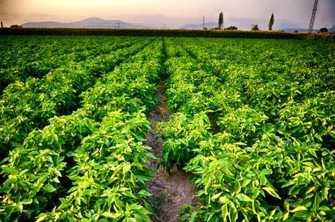 Pepper field. Wide Angle Foto stock