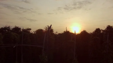 Pepper Fields near Kampot / Cambodia during sunset Video stock 74193179