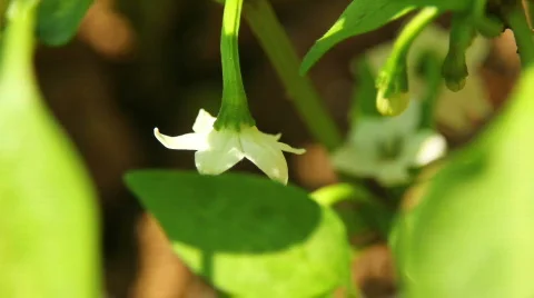 Pepper Flower 01 動画素材 796372