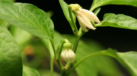 Pepper Flower Wide Stock Footage 375497