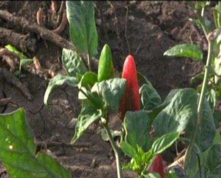 Pepper Stock Footage 560349