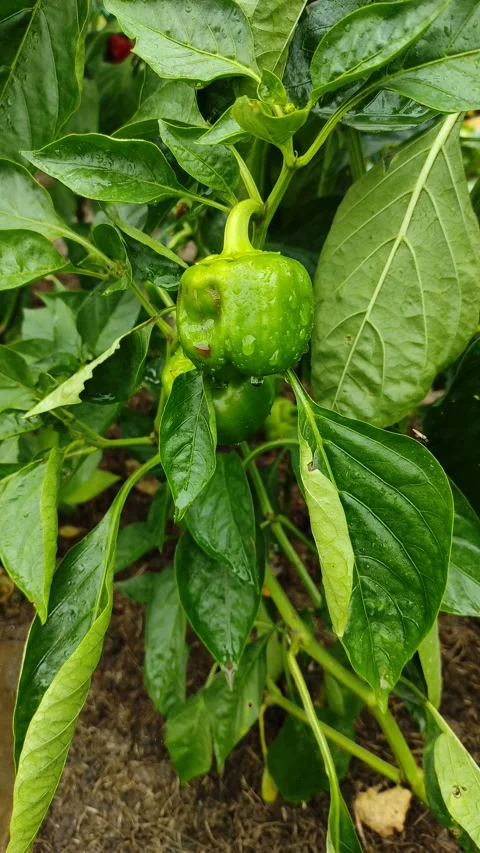 Pepper in the garden (2) 4K 30 FPS Stock Footage 287038199