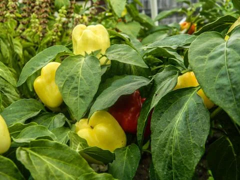 Pepper in the garden - vegetables Foto stock