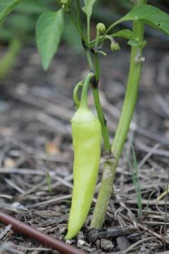 Pepper growing Foto stock