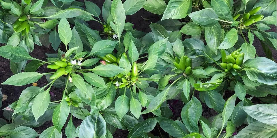 Pepper grows on a bed Stock Photos