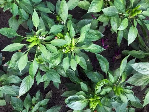 Pepper grows on a bed Stock Photos