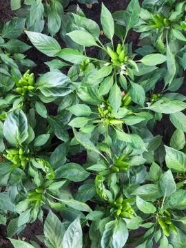 Pepper grows on a bed Stock Photos