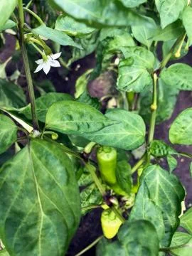 Pepper grows on a bed Stock Photos