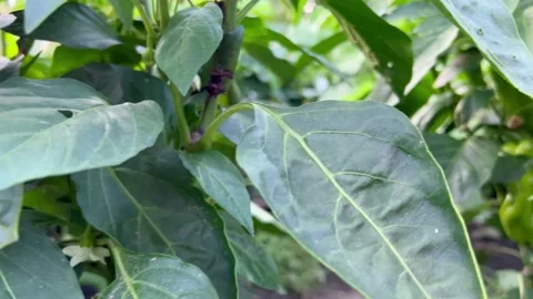 Pepper grows in the garden Stock Footage 205229721