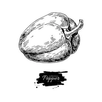 Pepper hand drawn vector illustration. Vegetable engraved style Stock Illustration