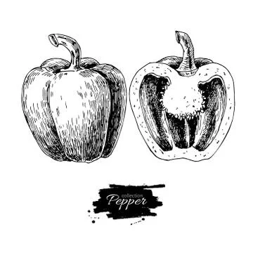 Pepper hand drawn vector illustration. Vegetable engraved style object. Iso.. Stock Illustration