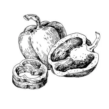 Pepper hand drawn vector illustration. Vegetable engraved style Stock Illustration