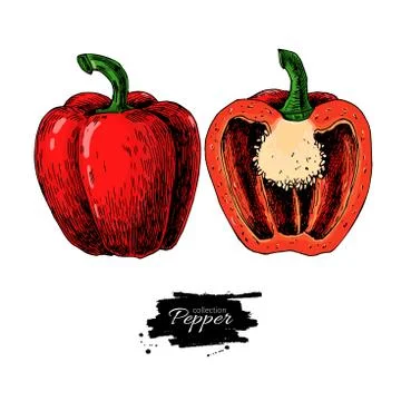 Pepper hand drawn vector illustration. Vegetable Isolated object half and ful Stock Illustration