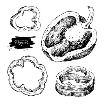 Pepper hand drawn vector set. Vegetable engraved style object, h Stock Illustration